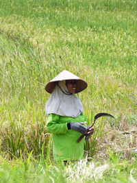 Ubud - Bali